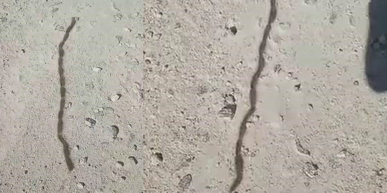 İlk görüşte yılan sandı, yaklaşınca gerçek farklı çıktı