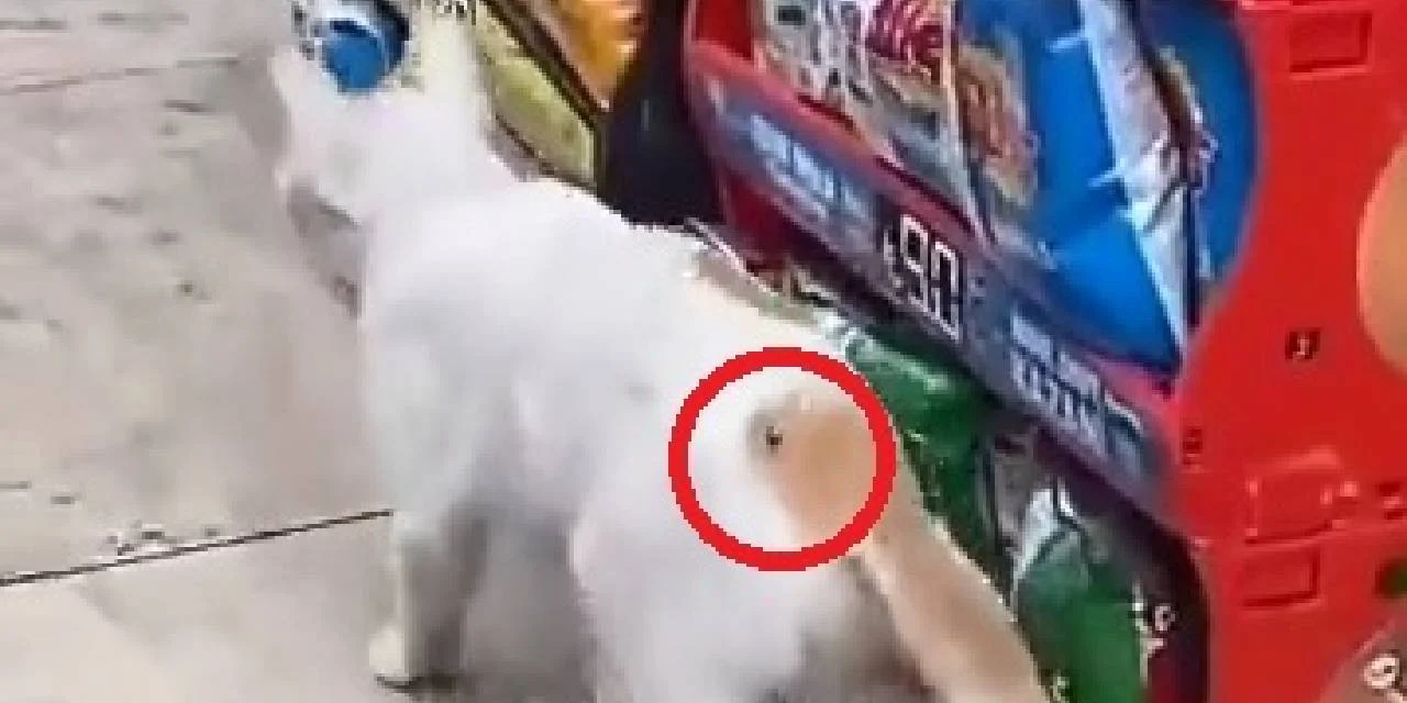 Gerçek sonradan ortaya çıktı