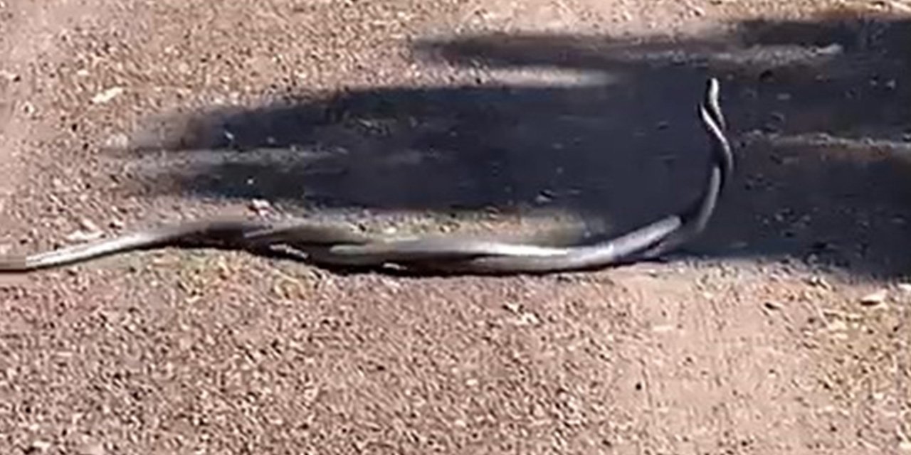 Yılanların dansı cep telefonu kamerasına yansıdı