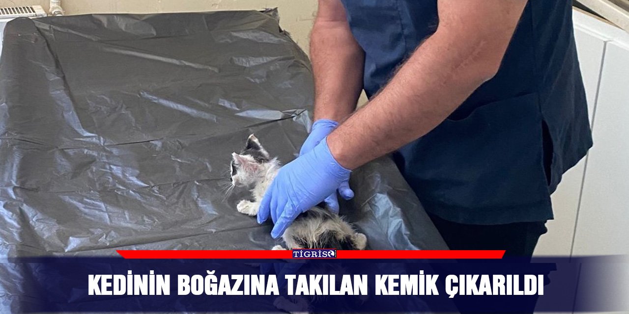 Kedinin boğazına takılan kemik çıkarıldı