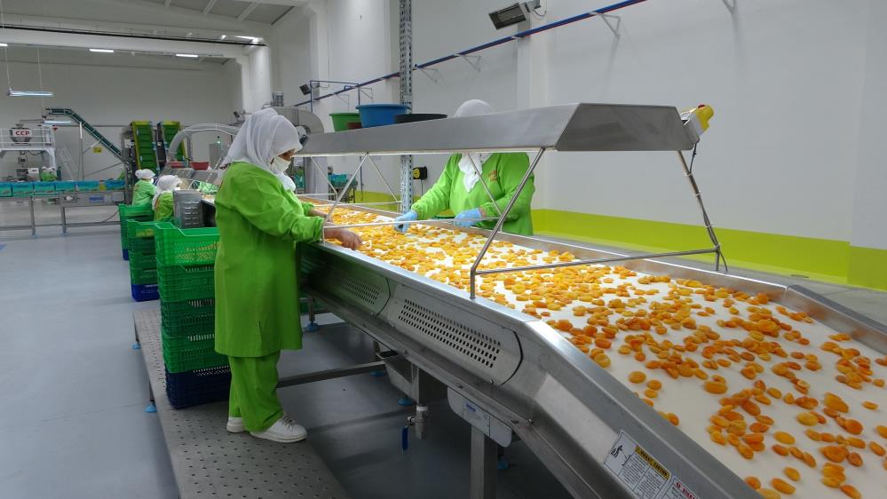 Kuru kayısı ihracatı yüz güldürüyor