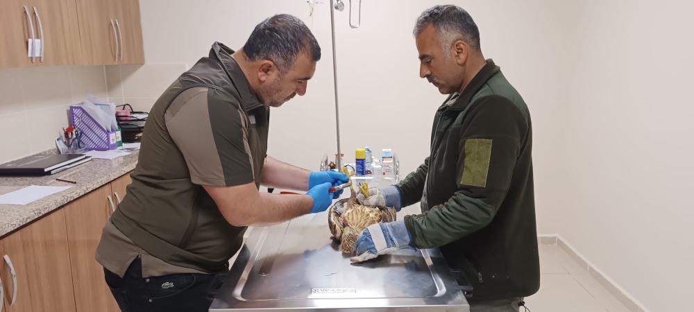 Yaban hayvanlarına bayram bakımı