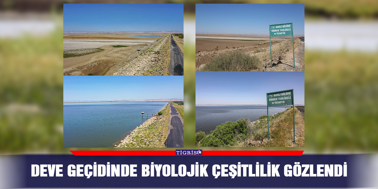 Deve geçidinde biyolojik çeşitlilik gözlendi