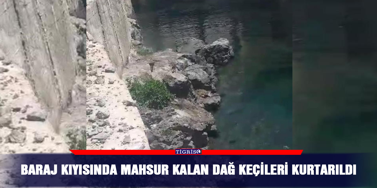 Baraj kıyısında mahsur kalan dağ keçileri kurtarıldı