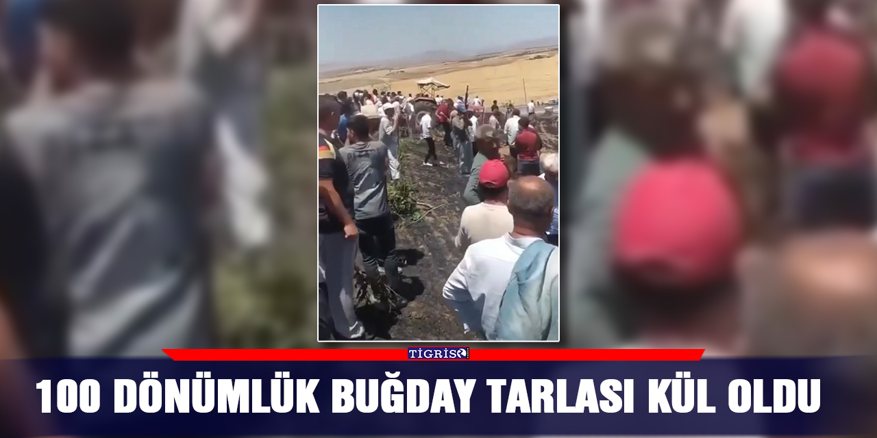 100 dönümlük buğday tarlası kül oldu