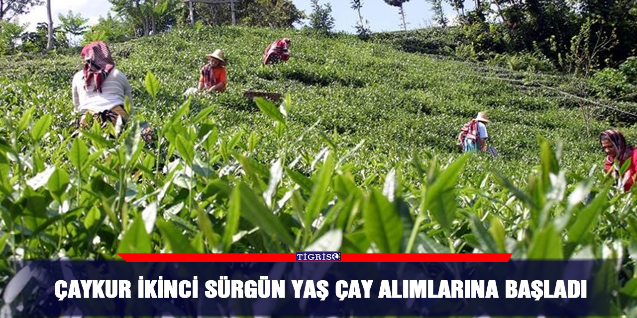 ÇAYKUR ikinci sürgün yaş çay alımlarına başladı