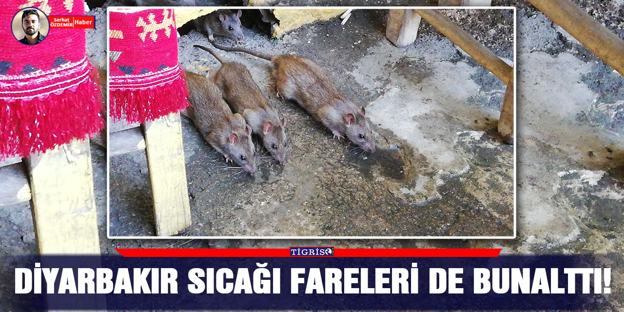 VİDEO - Diyarbakır sıcağı fareleri de bunalttı!