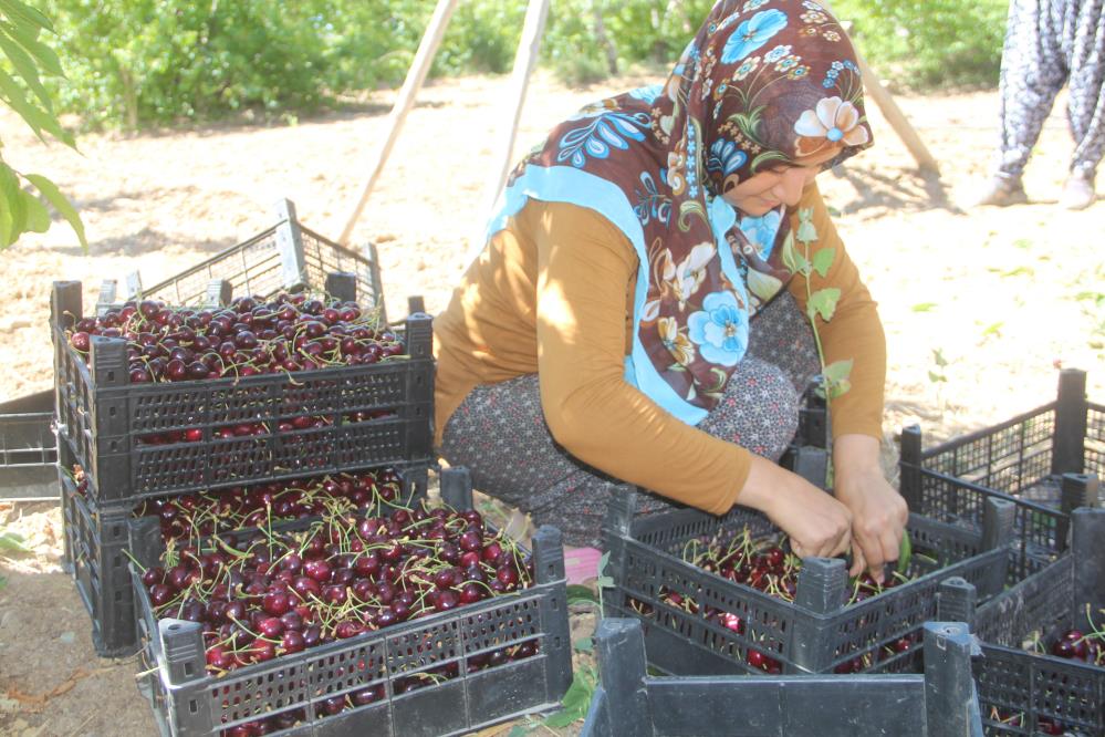 Elazığ’da kiraz hasadı