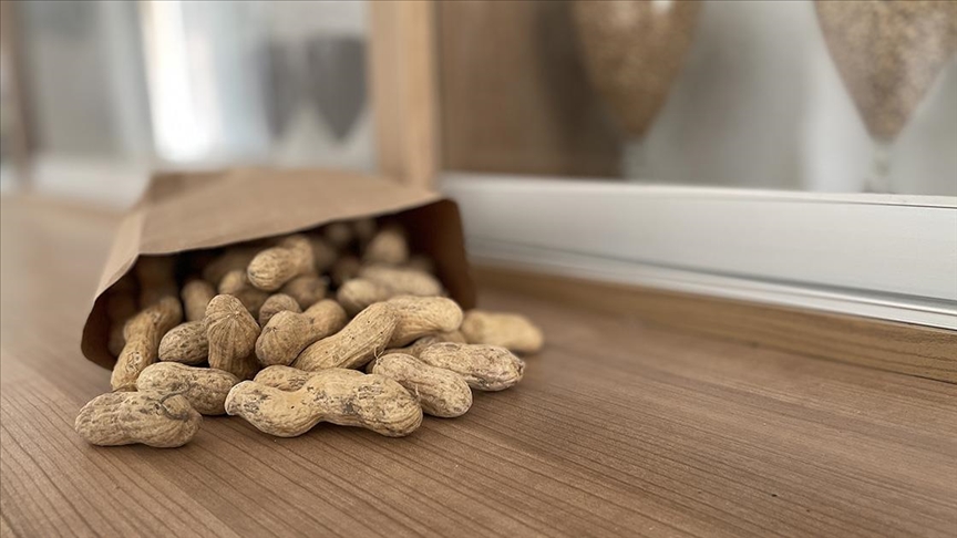 Yeni yer fıstığı çeşidi geliştirildi, ‘Adanur’ ismi tescillendi