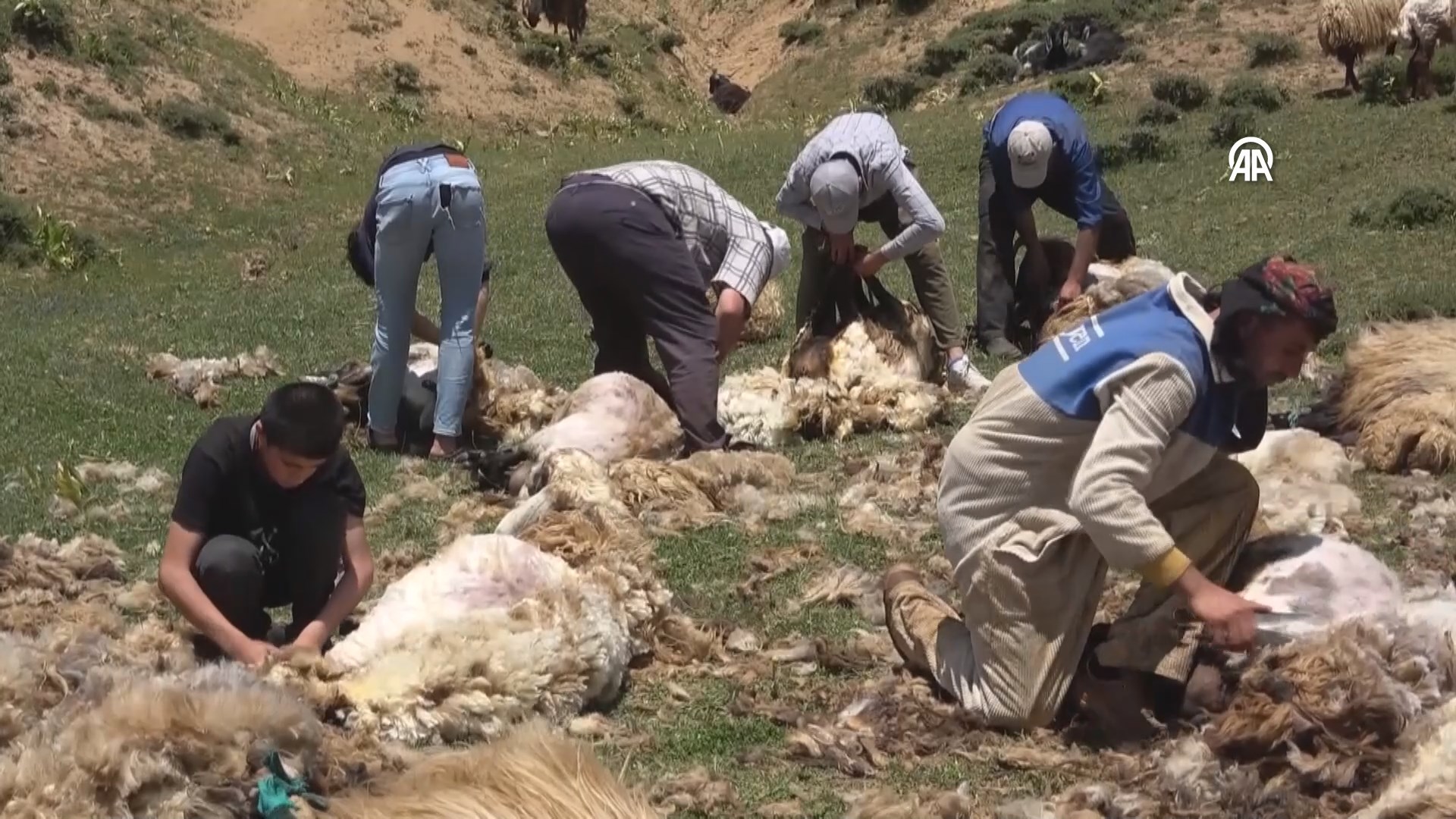 2 bin 700 rakımlı yaylada koyun kırptılar