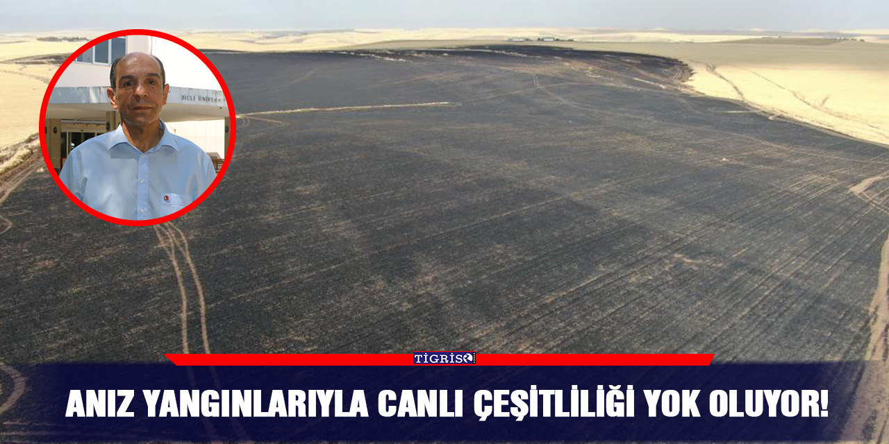 Anız yangınlarıyla canlı çeşitliliği yok oluyor!