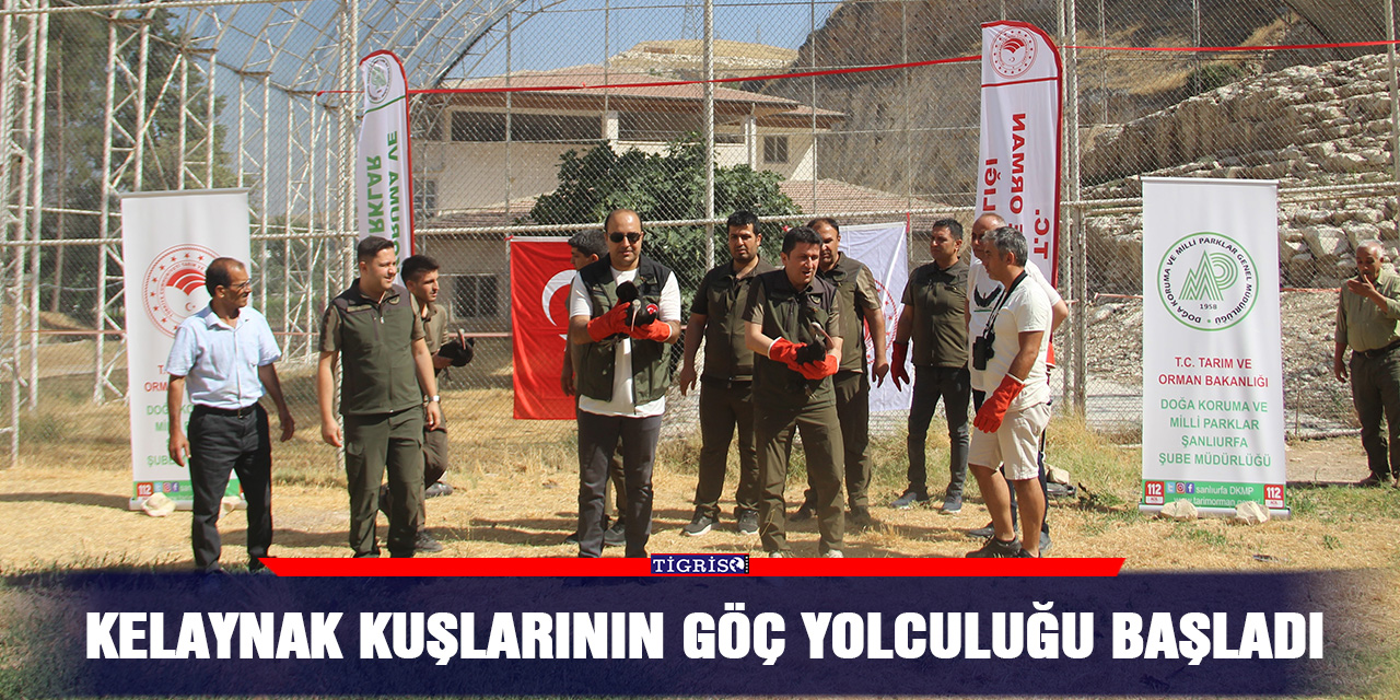 Kelaynak kuşlarının göç yolculuğu başladı