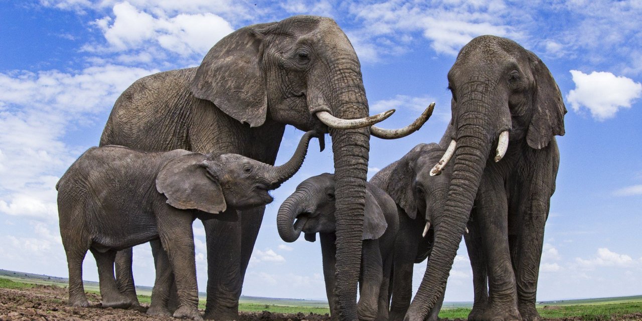 Kanserin çaresi fillerin testislerinde olabilir