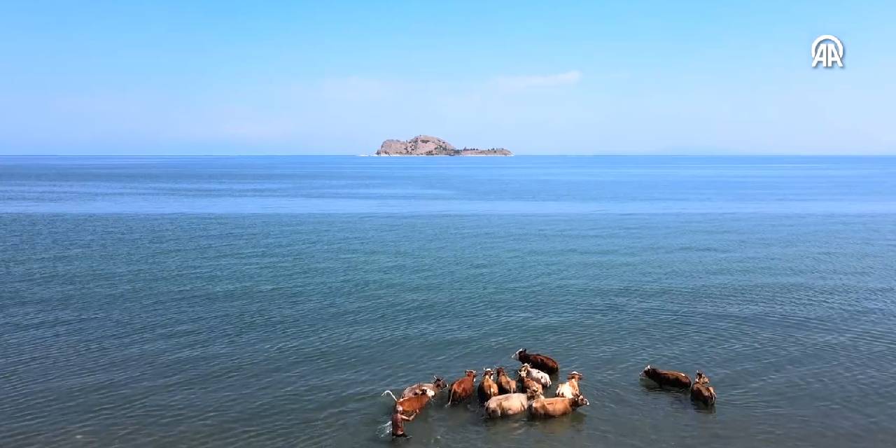 Sıcaktan bunalan hayvanlar Van gölünde serinledi