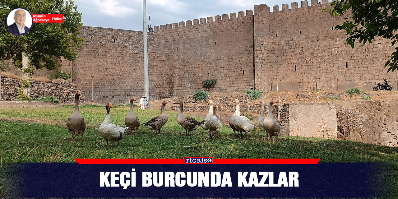 VİDEO - Keçi Burcunda Kazlar