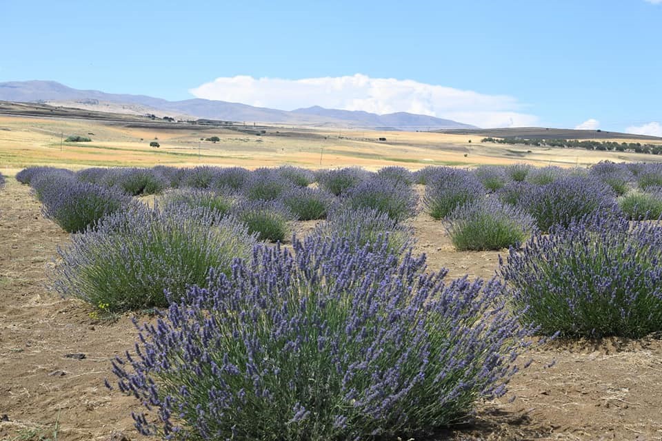 Lavanta hasadı başlıyor