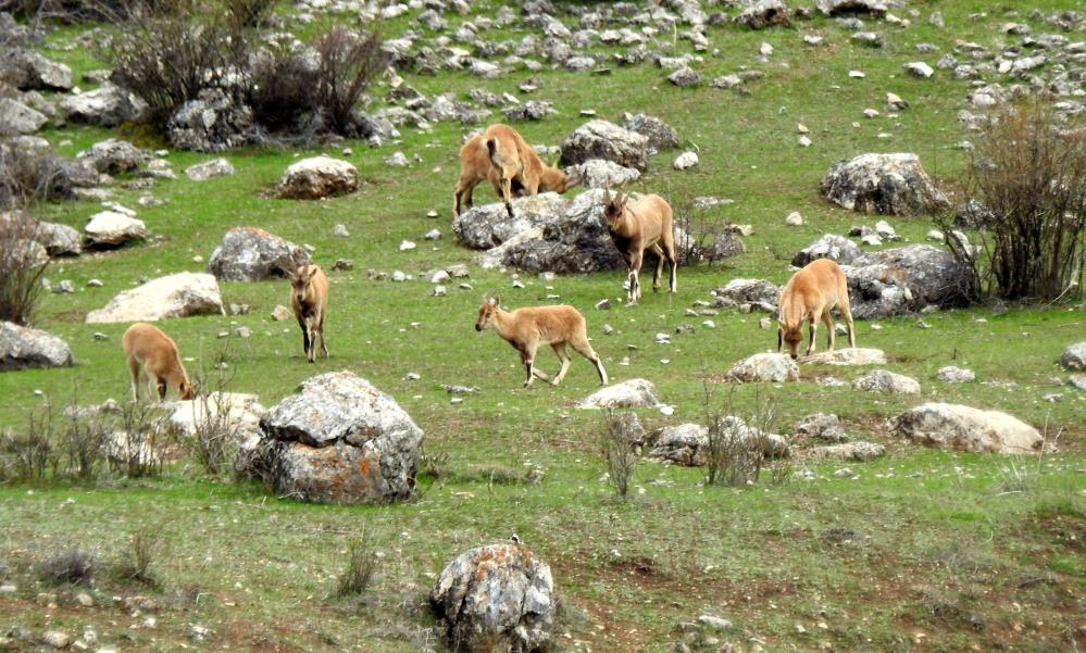 Munzur’da dağ keçileri