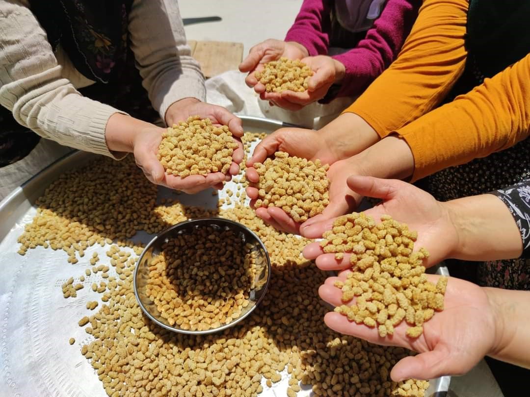 Yağışlar, dutun rekoltesini düşürdü