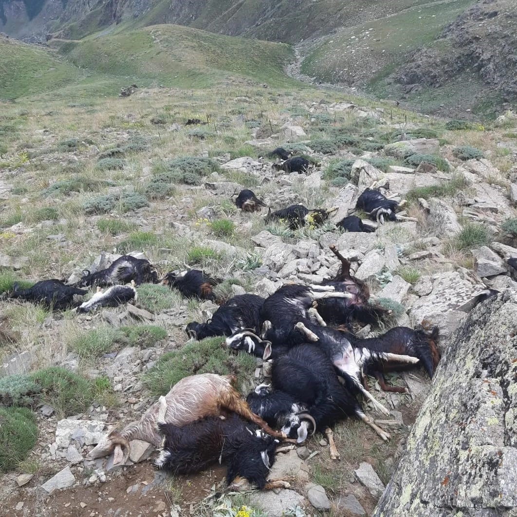 Yıldırım düştü, 51 keçi telef oldu