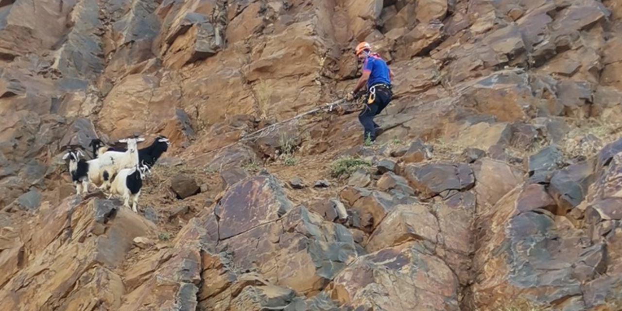 AFAD, mahsur oğlakları kurtardı