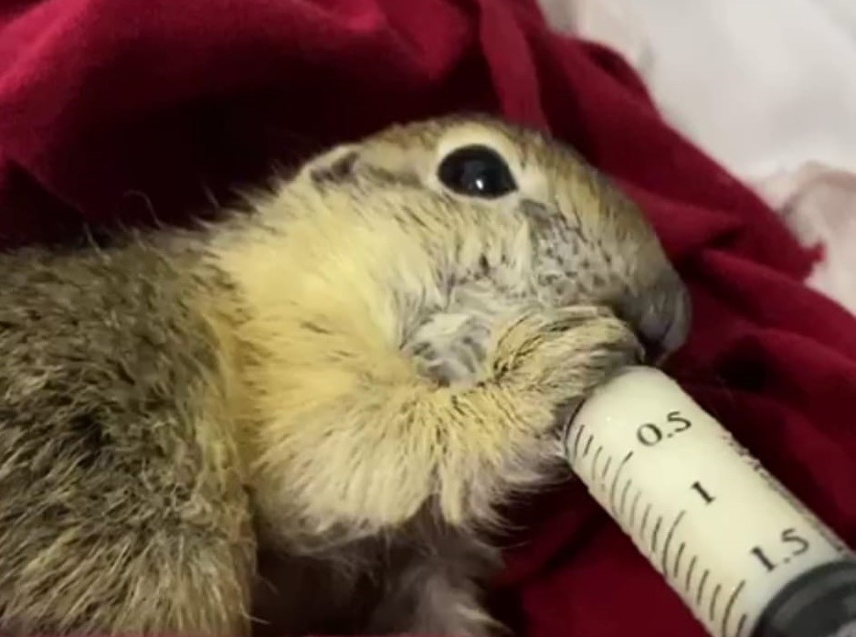 Sincabı şırıngayla besliyorlar