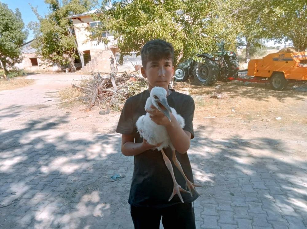 Yavru leyleği elleriyle besliyor