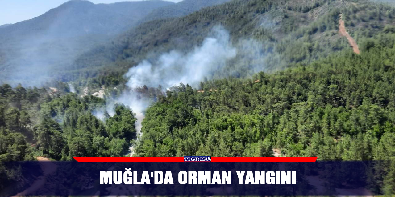 Muğla'da orman yangını