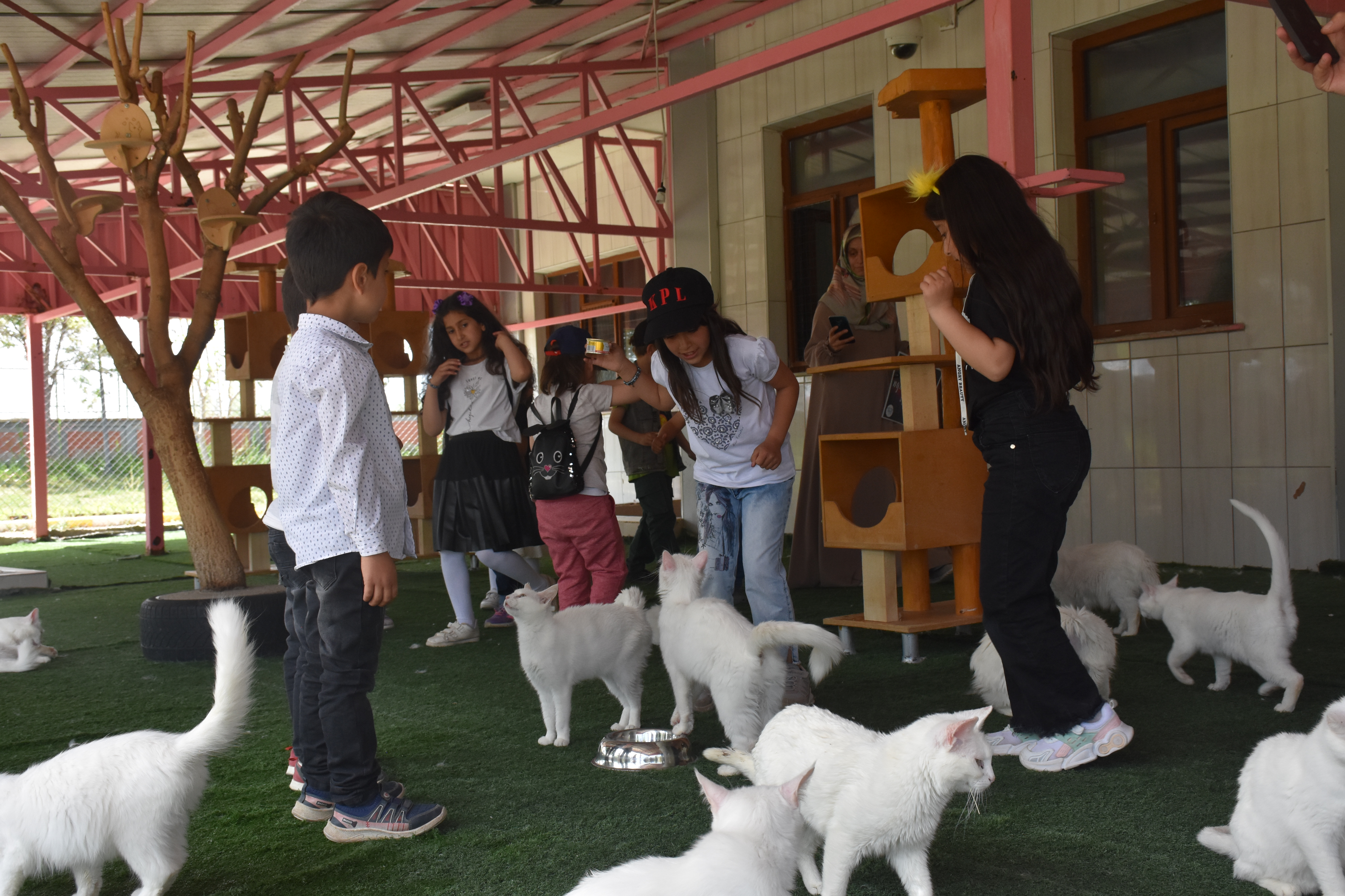 Van kedisinin nesli yaşasın