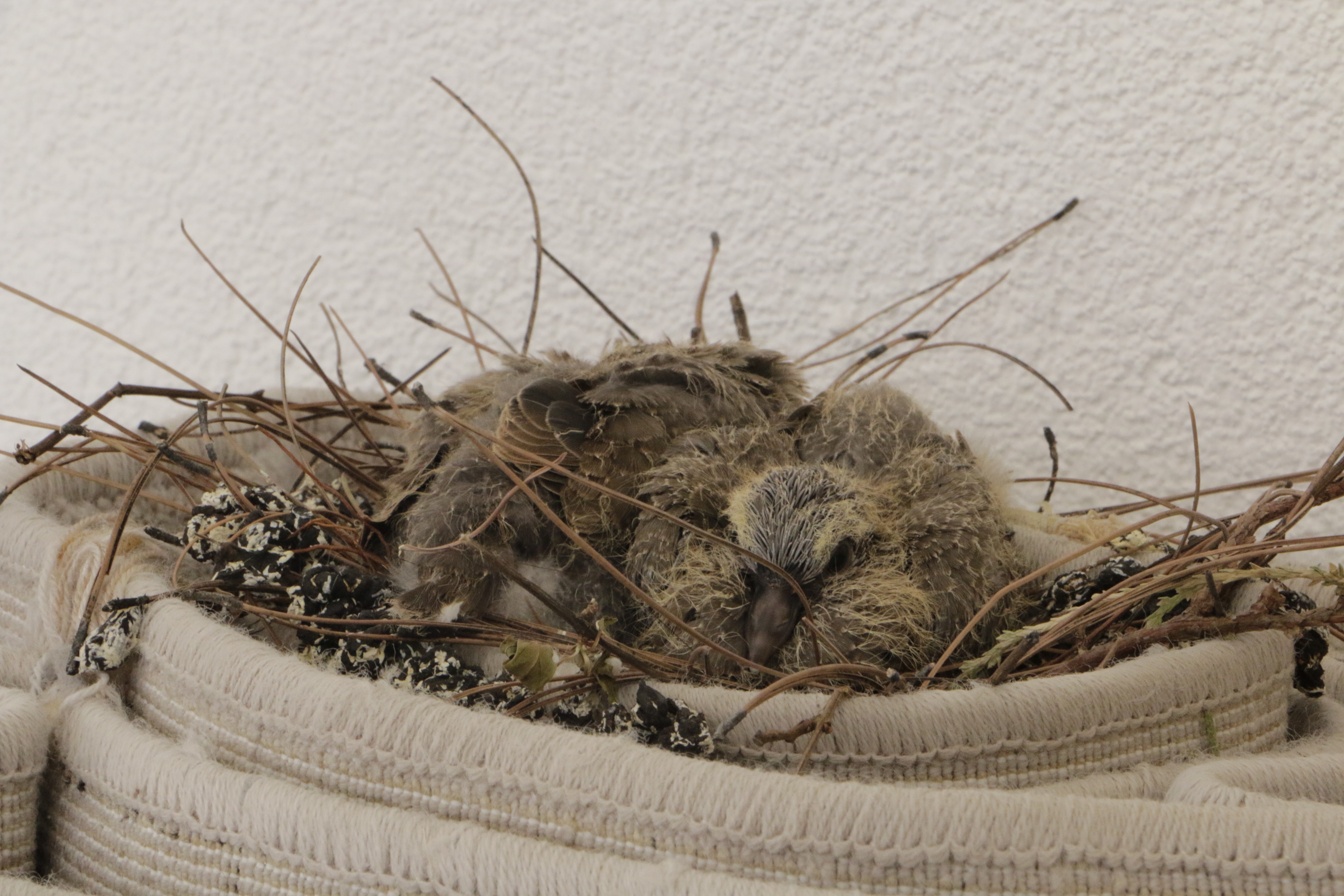 VİDEO - Kumru yuvası için halıyı kaldırmıyor