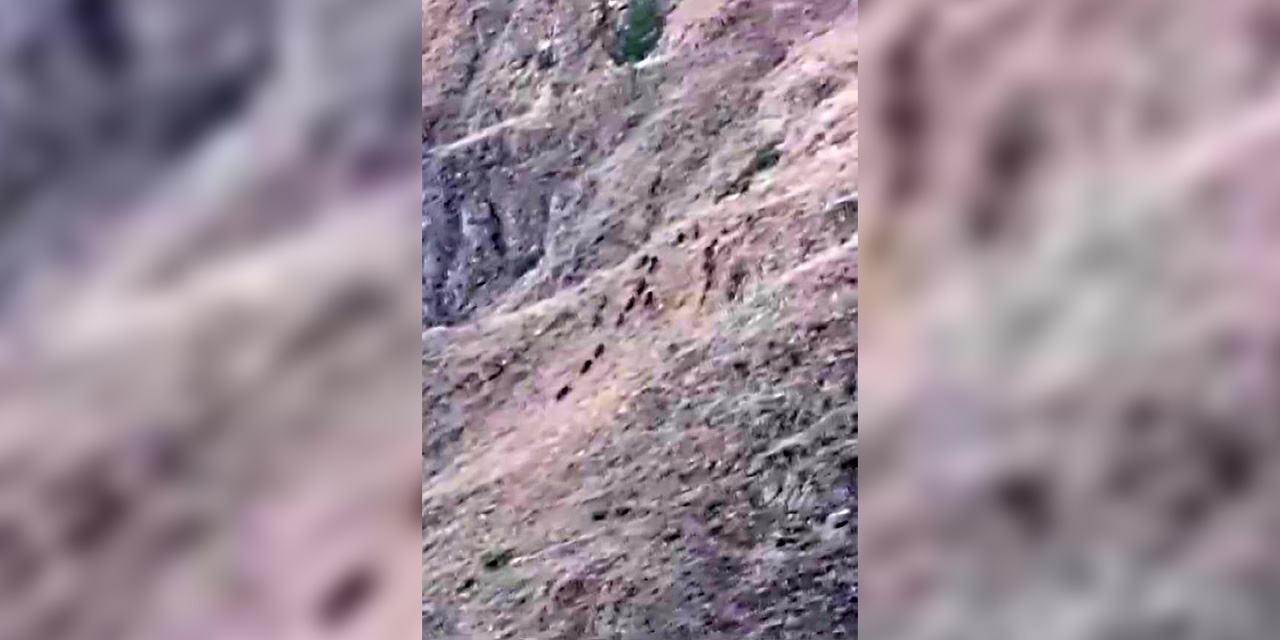 Elazığ’da aç kalan domuzlar bahçeleri talan etti