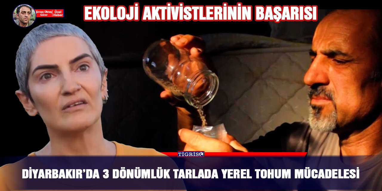 VİDEO - Diyarbakır’da 3 dönümlük tarlada yerel tohum mücadelesi