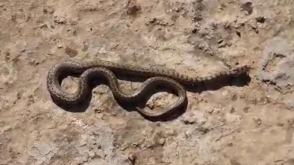 Kene ve akrep vakalarında artış