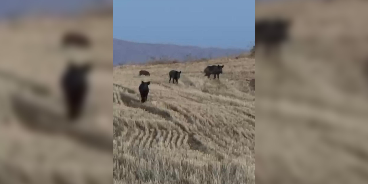 Elazığ’da yaban domuzları görüntülendi