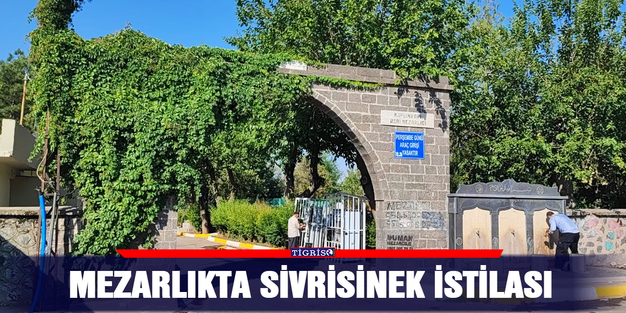 Mezarlıkta sivrisinek istilası