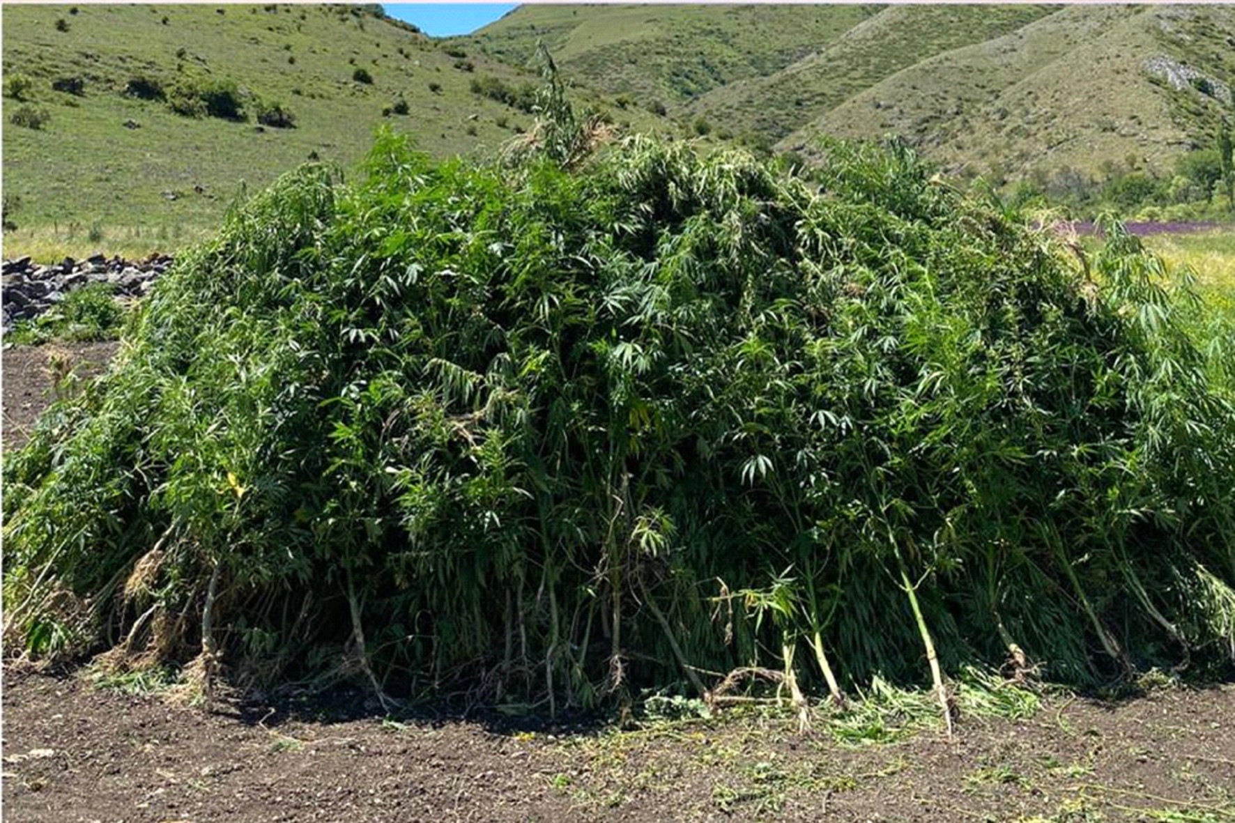 Ardahan'da sahipsiz Hint keneviri imha edildi