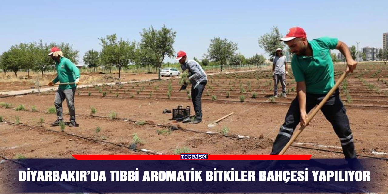Diyarbakır’da tıbbi aromatik bitkiler bahçesi yapılıyor
