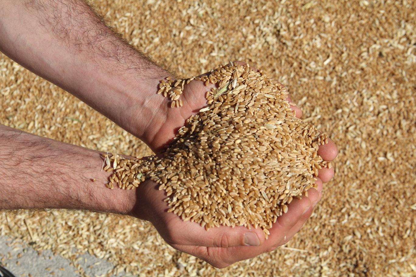 Küresel piyasada buğday fiyatı arttı