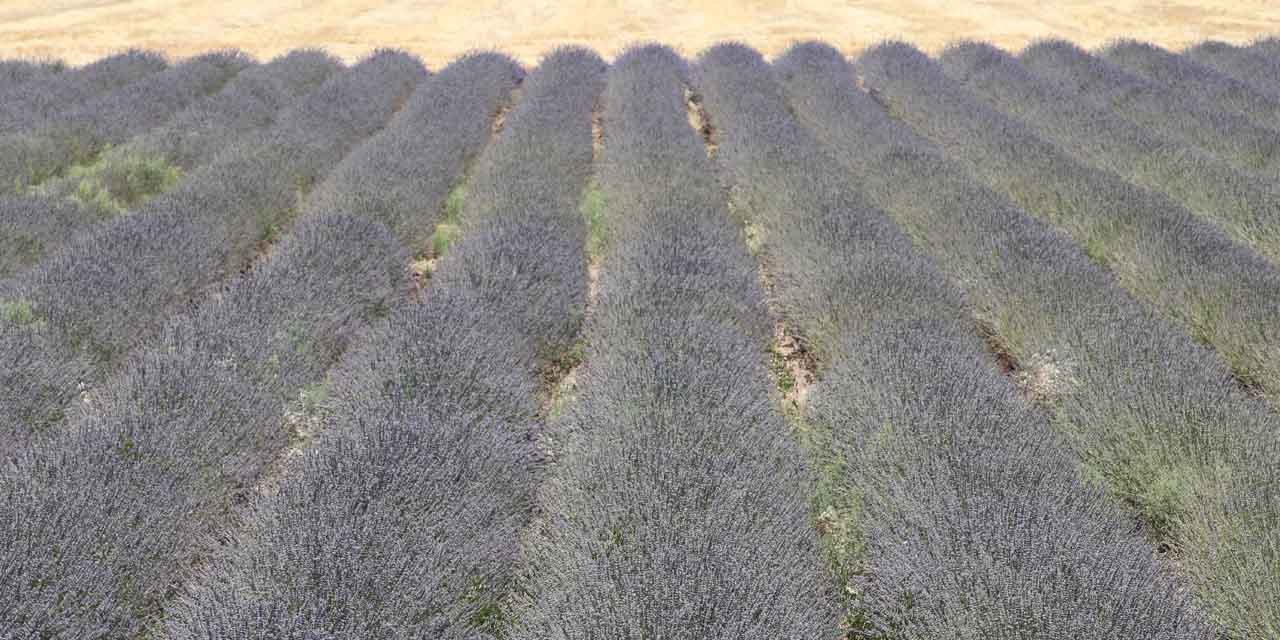 Siirt'te lavanta çiftçinin gözdesi oldu