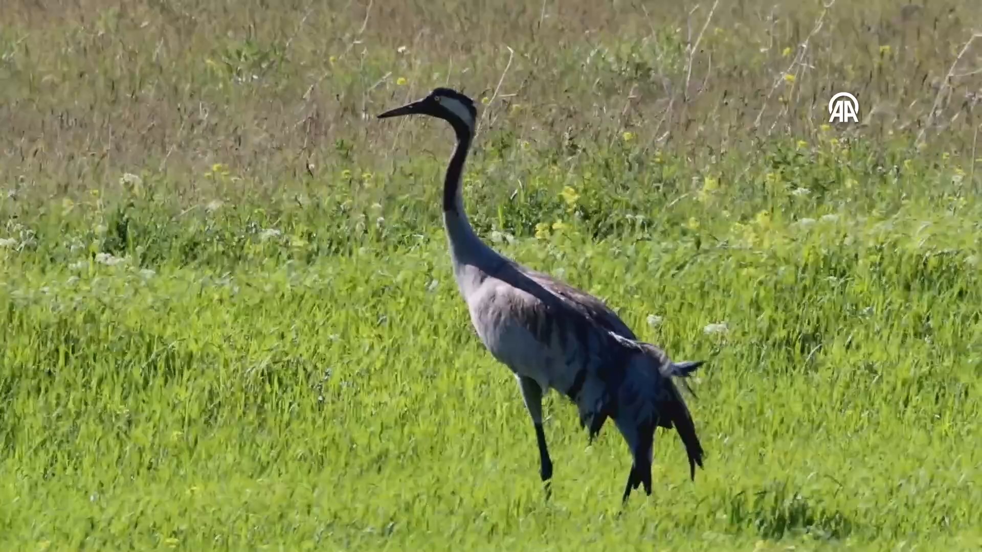 Uğruca gölünde turnalar
