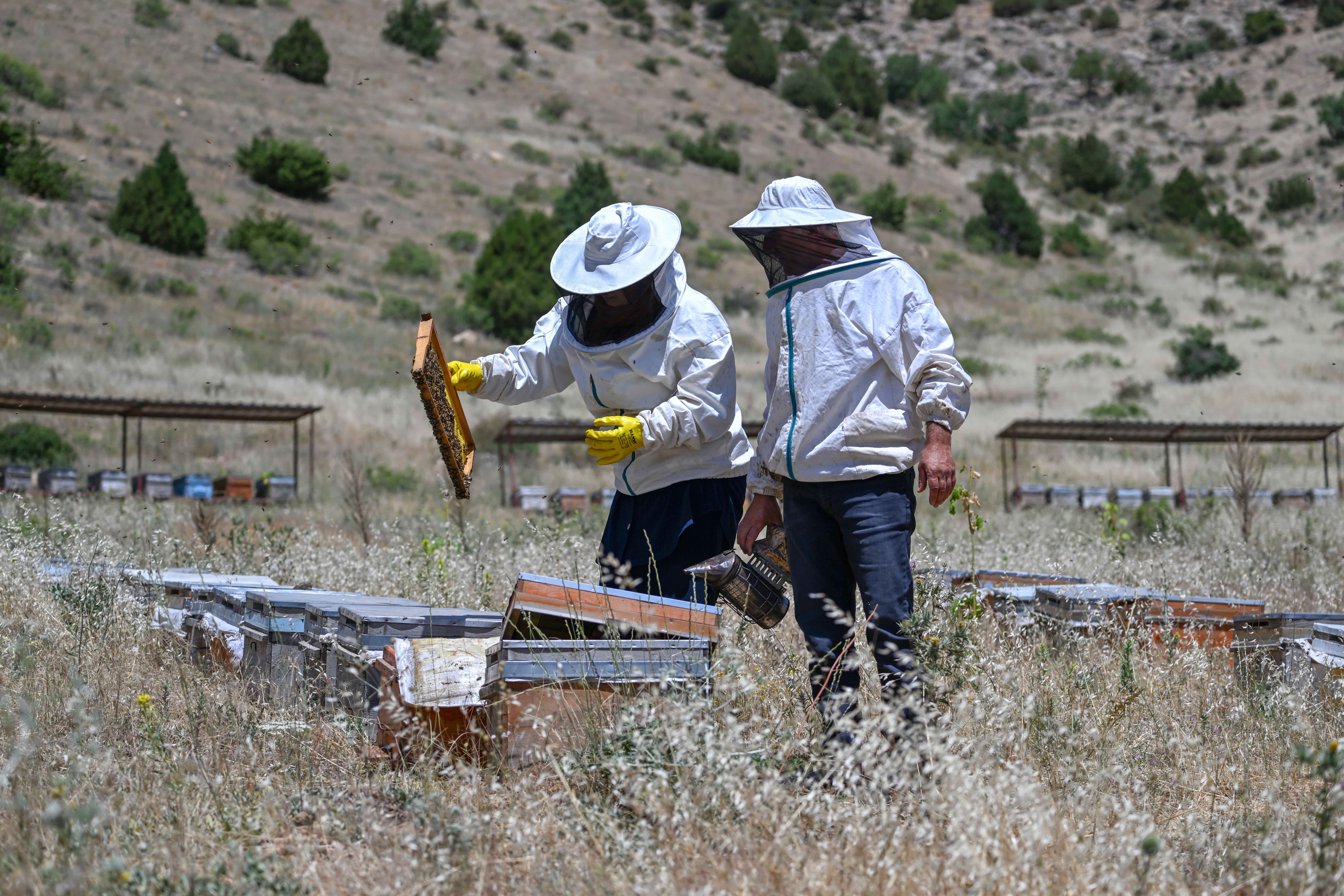 Van, bal üretiminde liderliğe ilerliyor