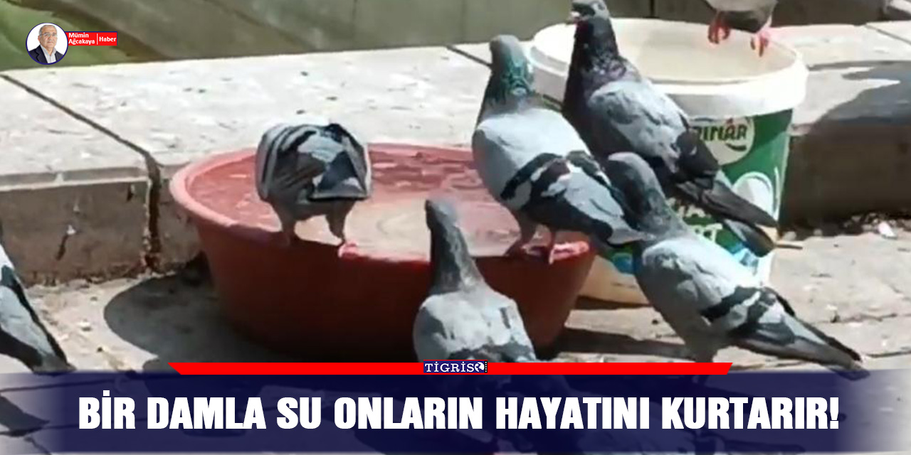 VİDEO - Bir damla su onların hayatını kurtarır!