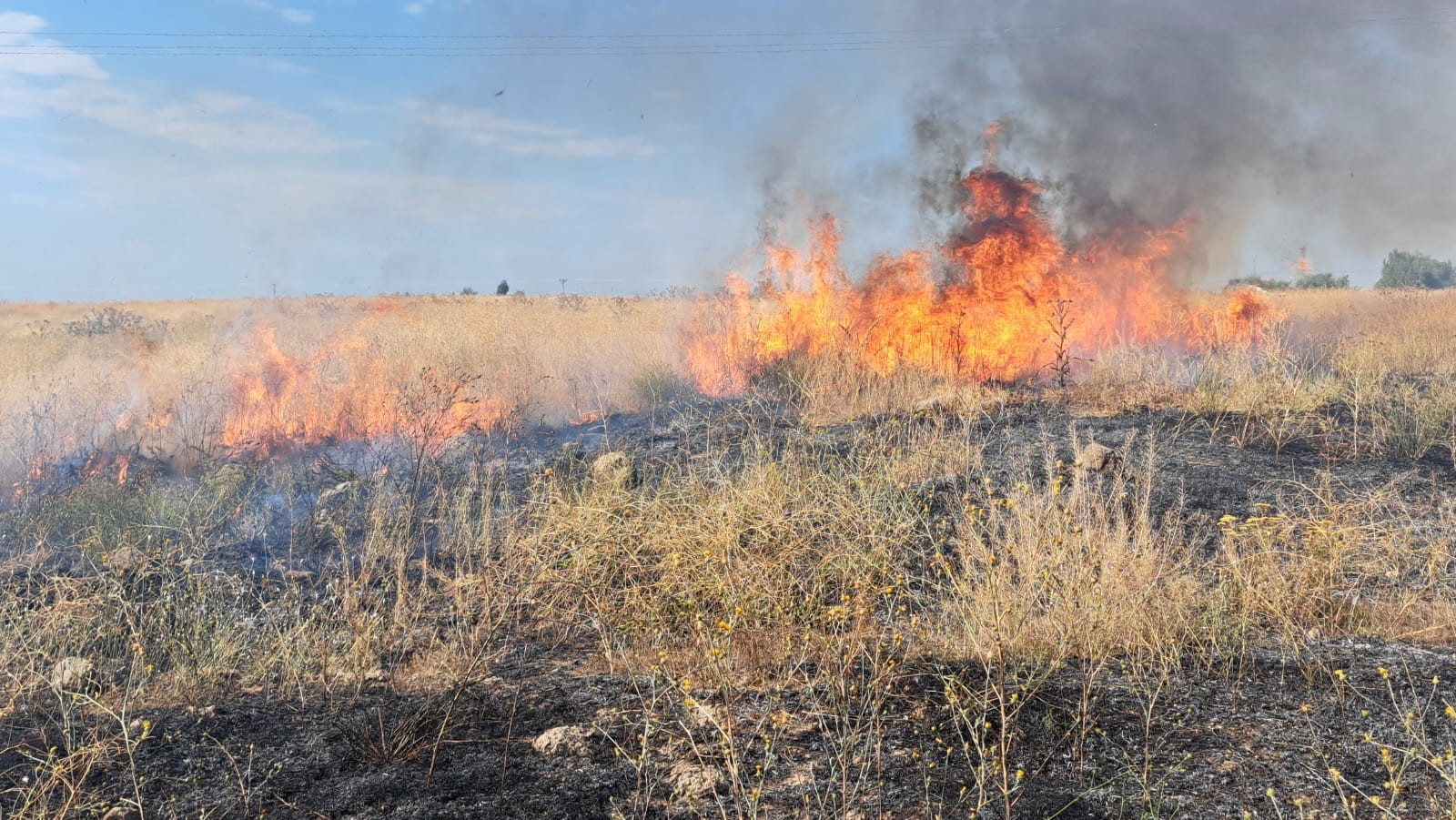 Adilcevaz’da ceviz fidanları yandı