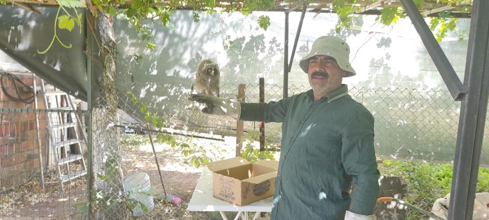 Yavru baykuş korumaya alındı