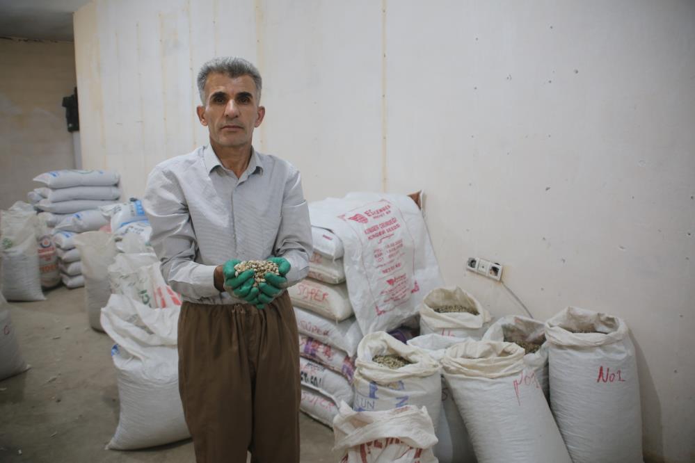 2 milyon dolar katkı sağlayan bitki; Kenger