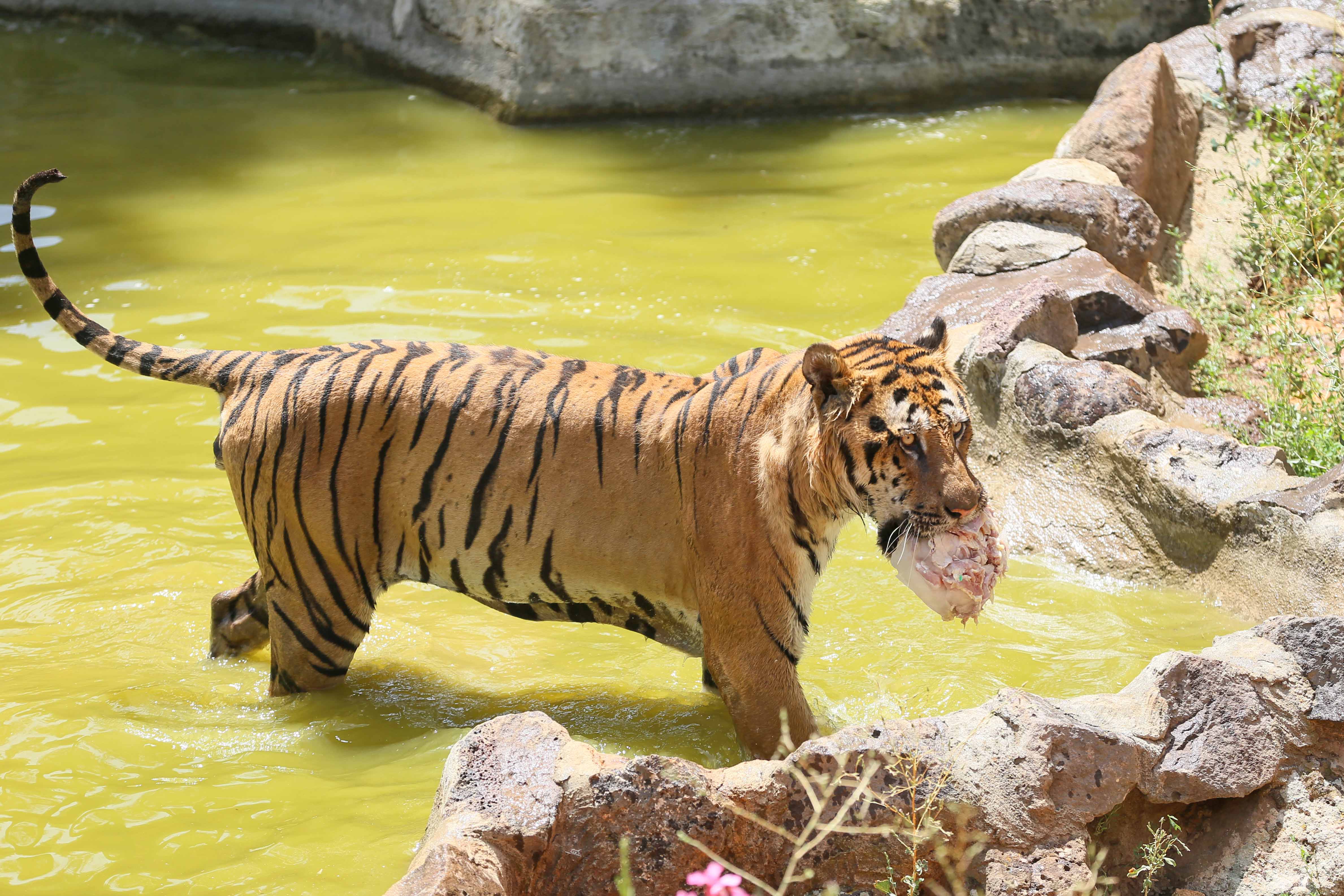 VİDEO - Yırtıcı hayvanlar buzlu kokteyllerle serinliyor