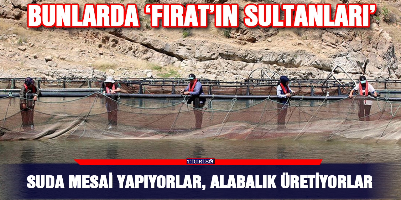 Suda mesai yapıyorlar, Alabalık üretiyorlar