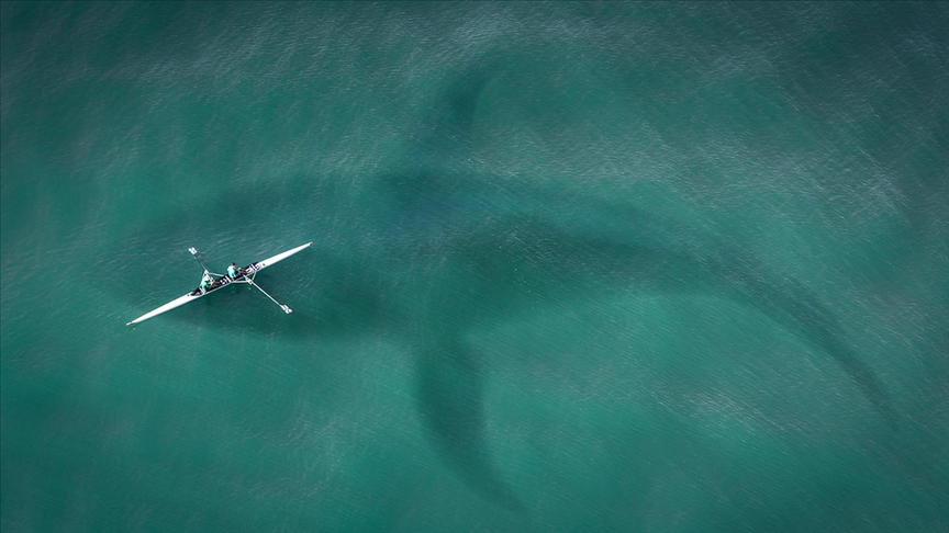 Bilim insanları: katil balinaların "teknelere saldırması" oyun amacıyla olabilir