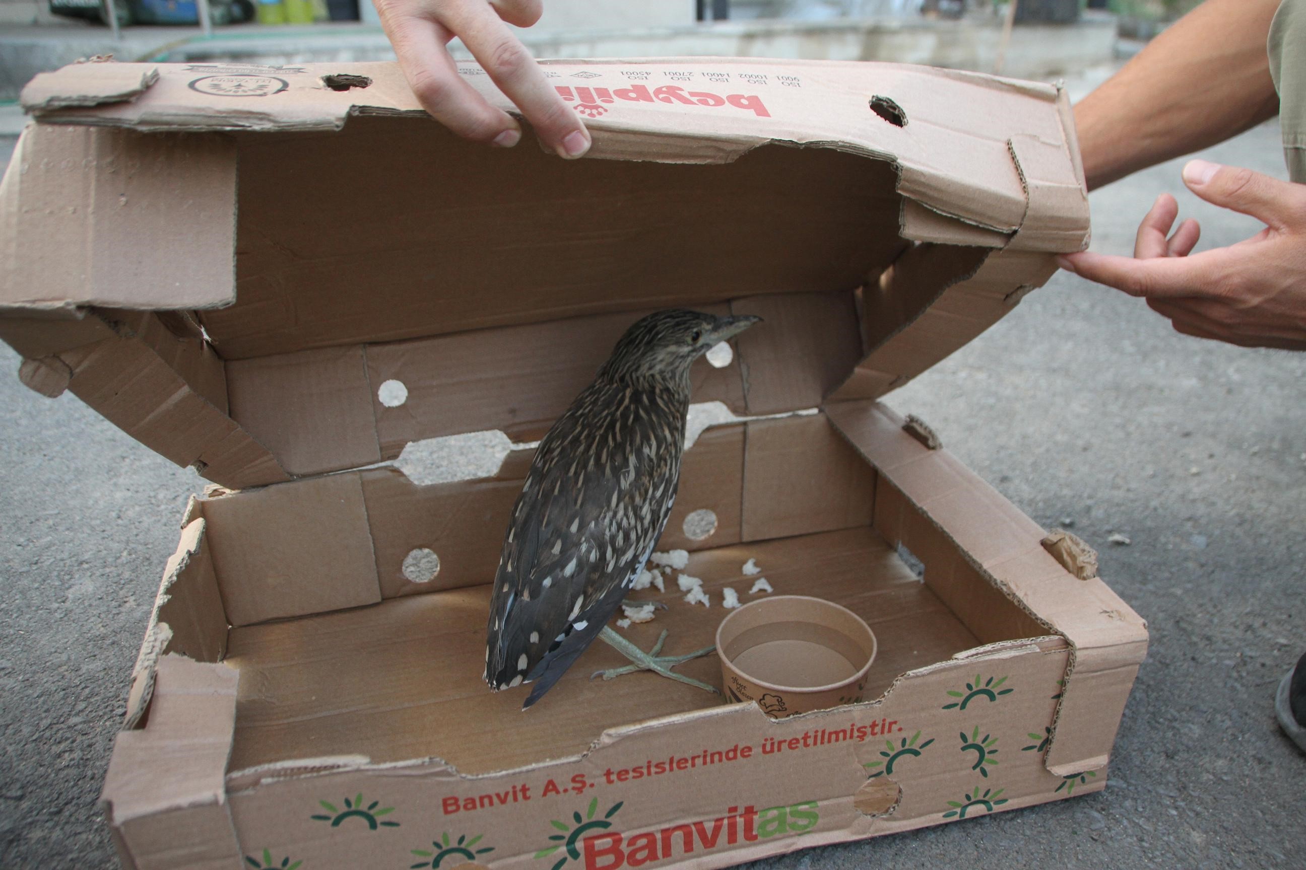 Balaban kuşunu tedavi ettiler