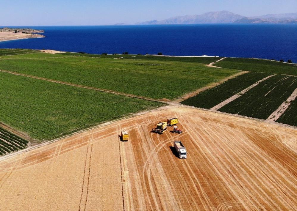 Bitlis’te 100 bin ton buğday hasadı bekleniyor