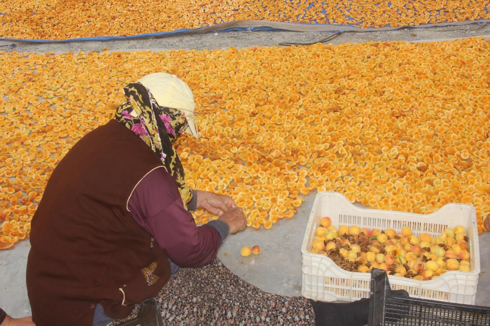 Kayısı da kış hazırlığı başladı